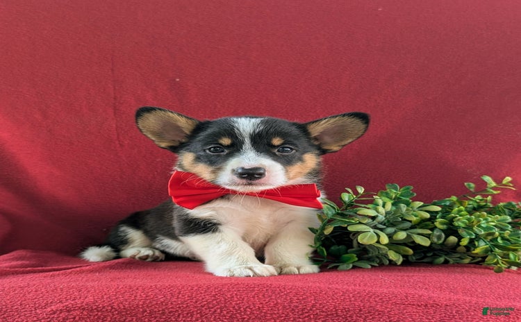 Welsh Corgi Pembroke dogs for sale - Ad 5