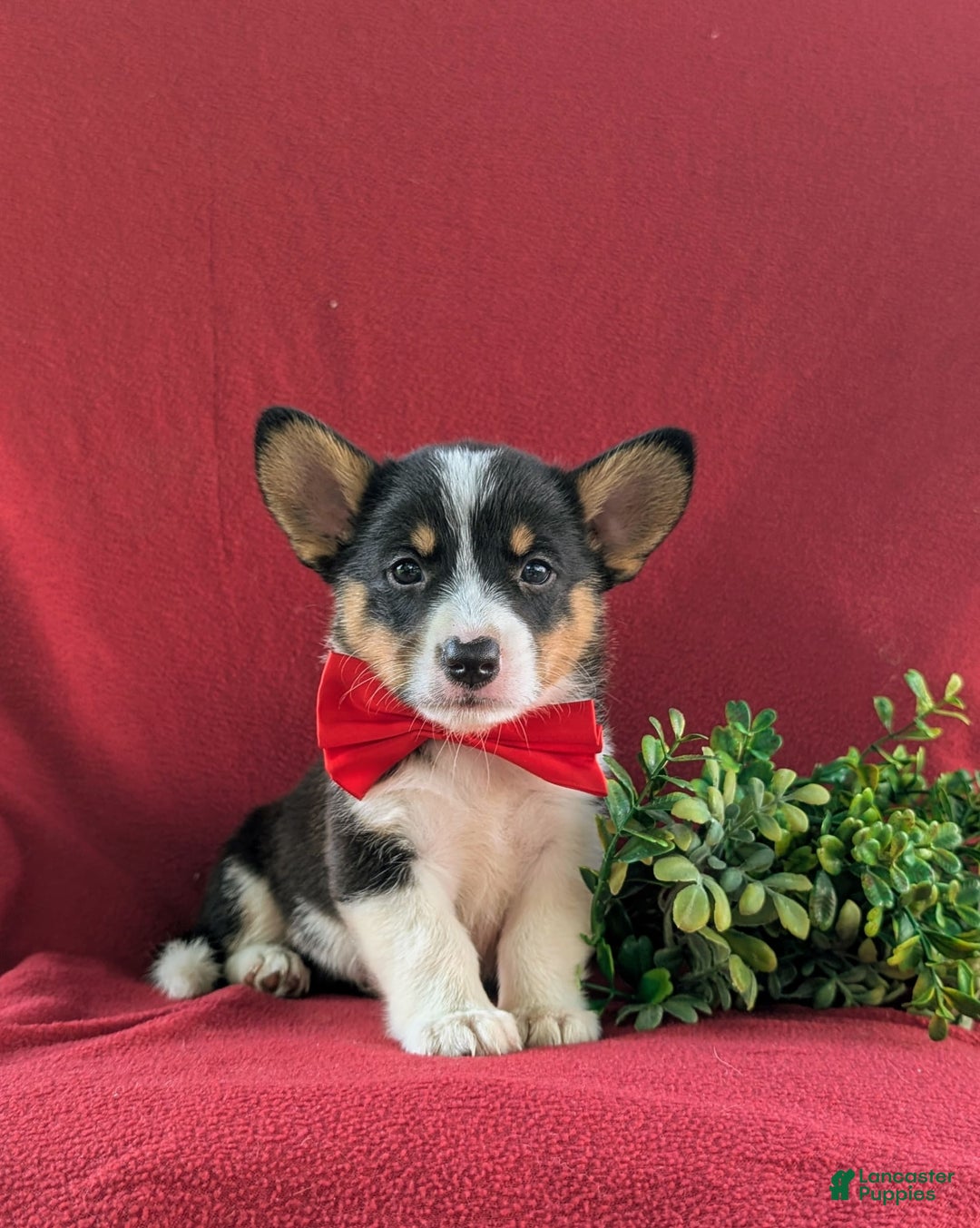 Welsh Corgi Pembroke dogs for sale: Kendrik - Image 1