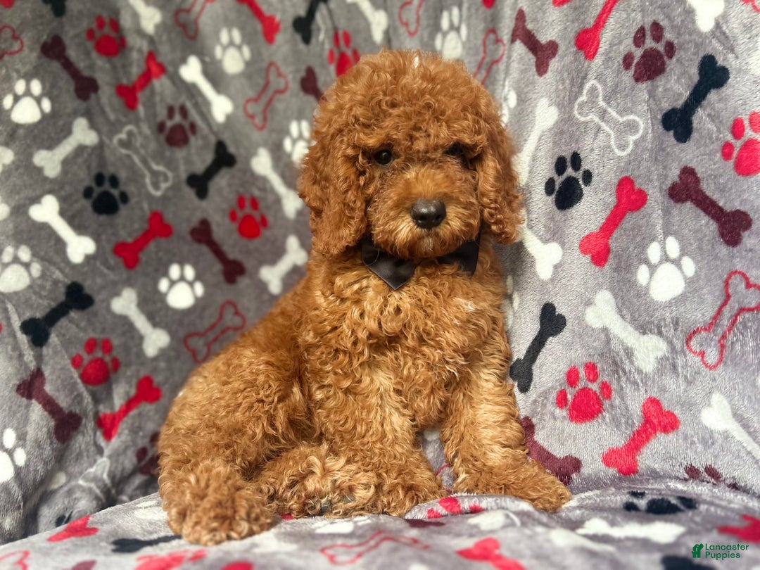Cockapoo dogs for sale: Dagger - Image 4