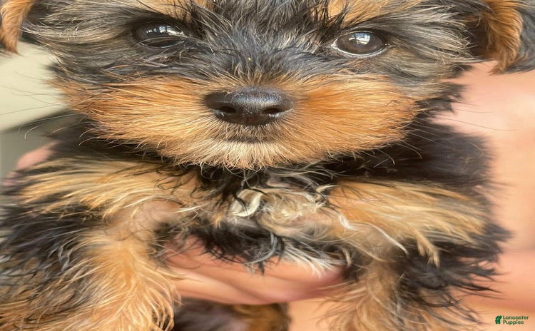 Yorkshire Terrier dogs for sale - Ad 1