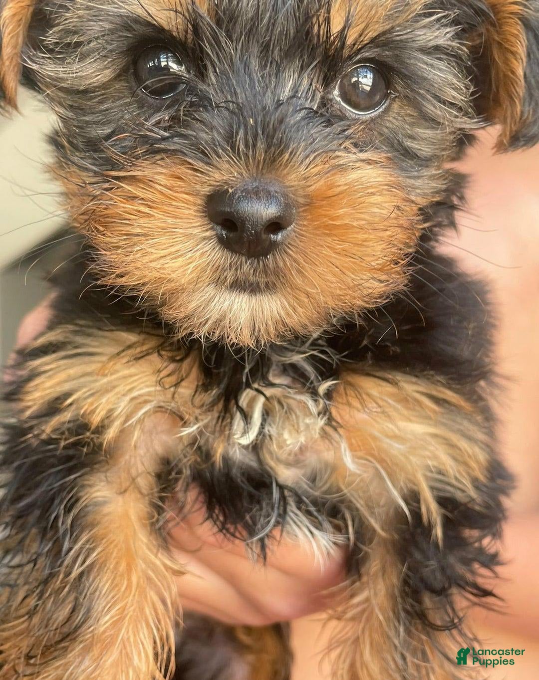 Yorkshire Terrier dogs for sale: Lena - Image 1
