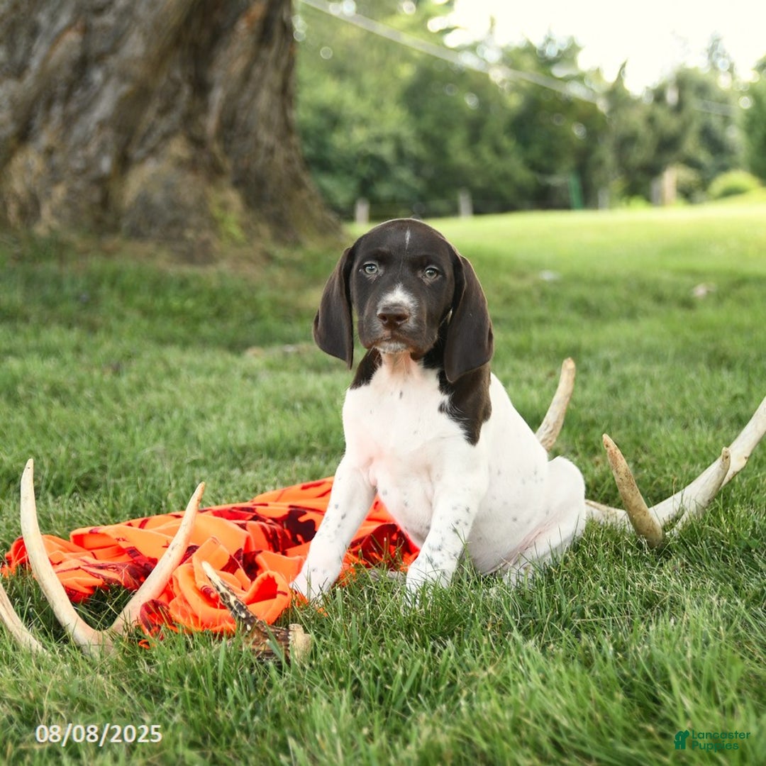 German Shorthaired Pointer dogs for sale: Barry AKC - Image 2