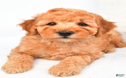 Mini Goldendoodle dogs for sale: Bo - Image 7