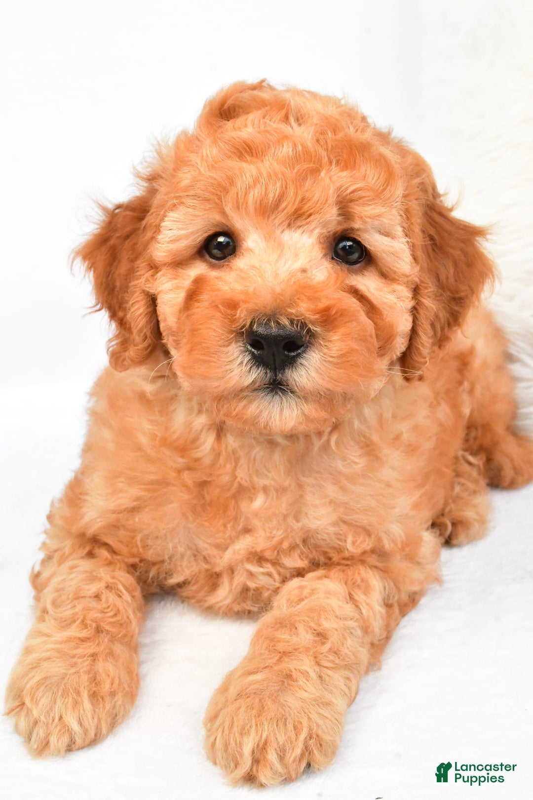 Mini Goldendoodle dogs for sale: Bo - Image 7