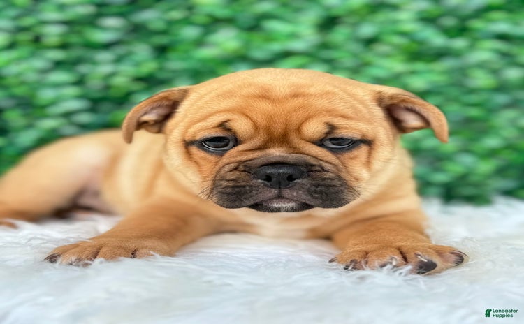 Beabull dogs for sale - Ad 2