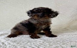 Cockapoo dogs for sale: Cockapoo 5 puppies - Image 23