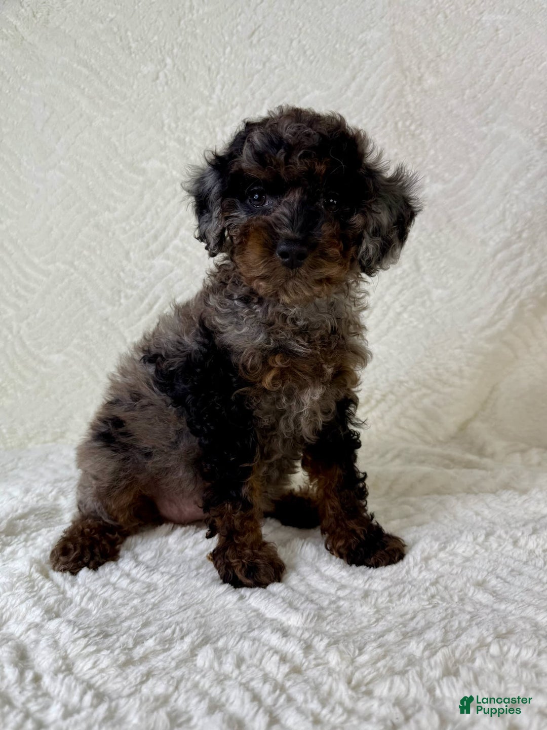 Cockapoo dogs for sale: Cockapoo 5 puppies - Image 23