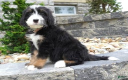 Bernedoodle dogs for sale: Melody - Image 9