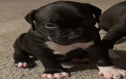 American Bully dogs for sale: Laney - Image 1