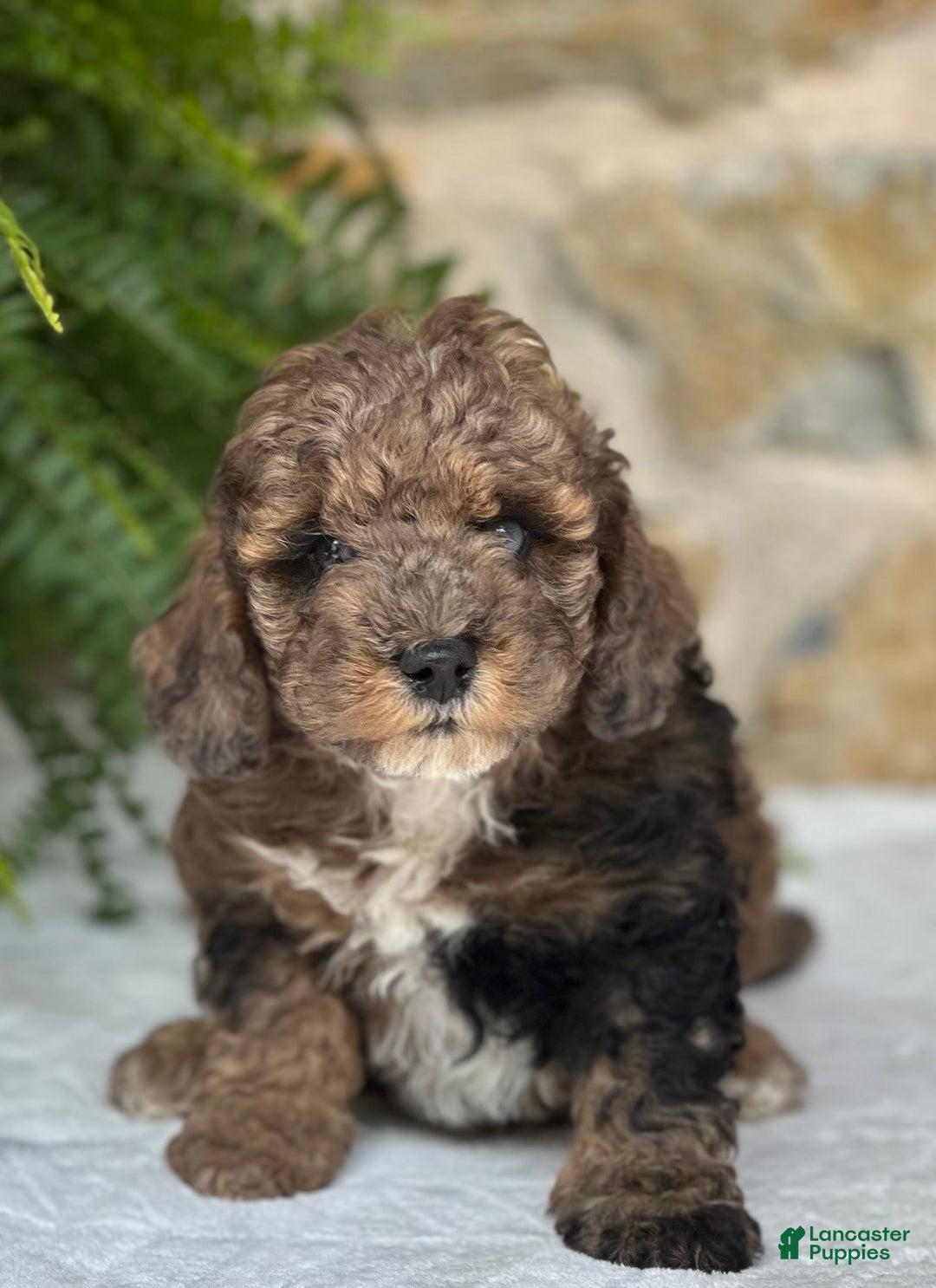 Mini Aussiedoodle dogs for sale: Rocco - Image 4