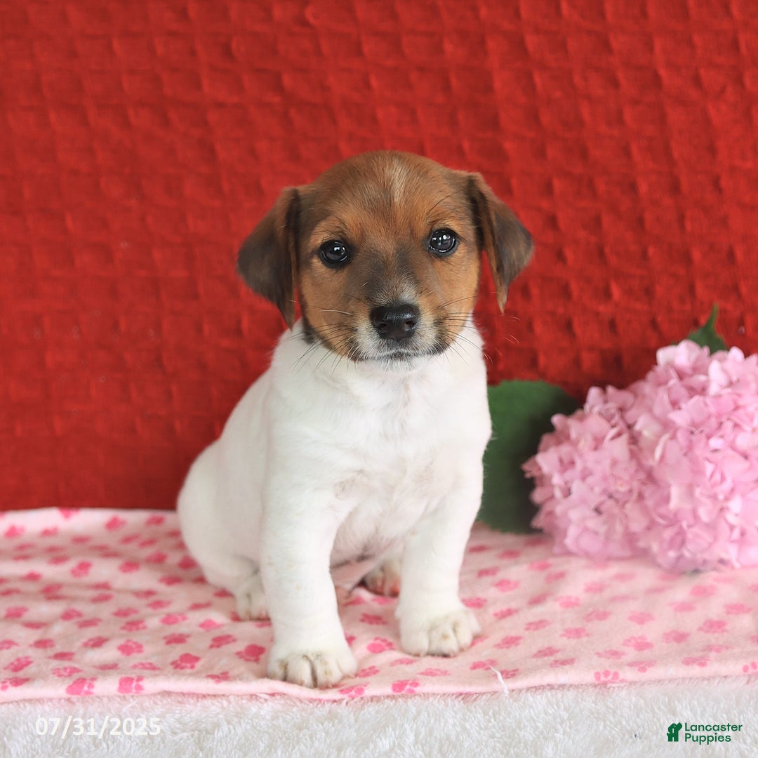 Jack Russell Terrier dogs for sale: Reese - Image 4
