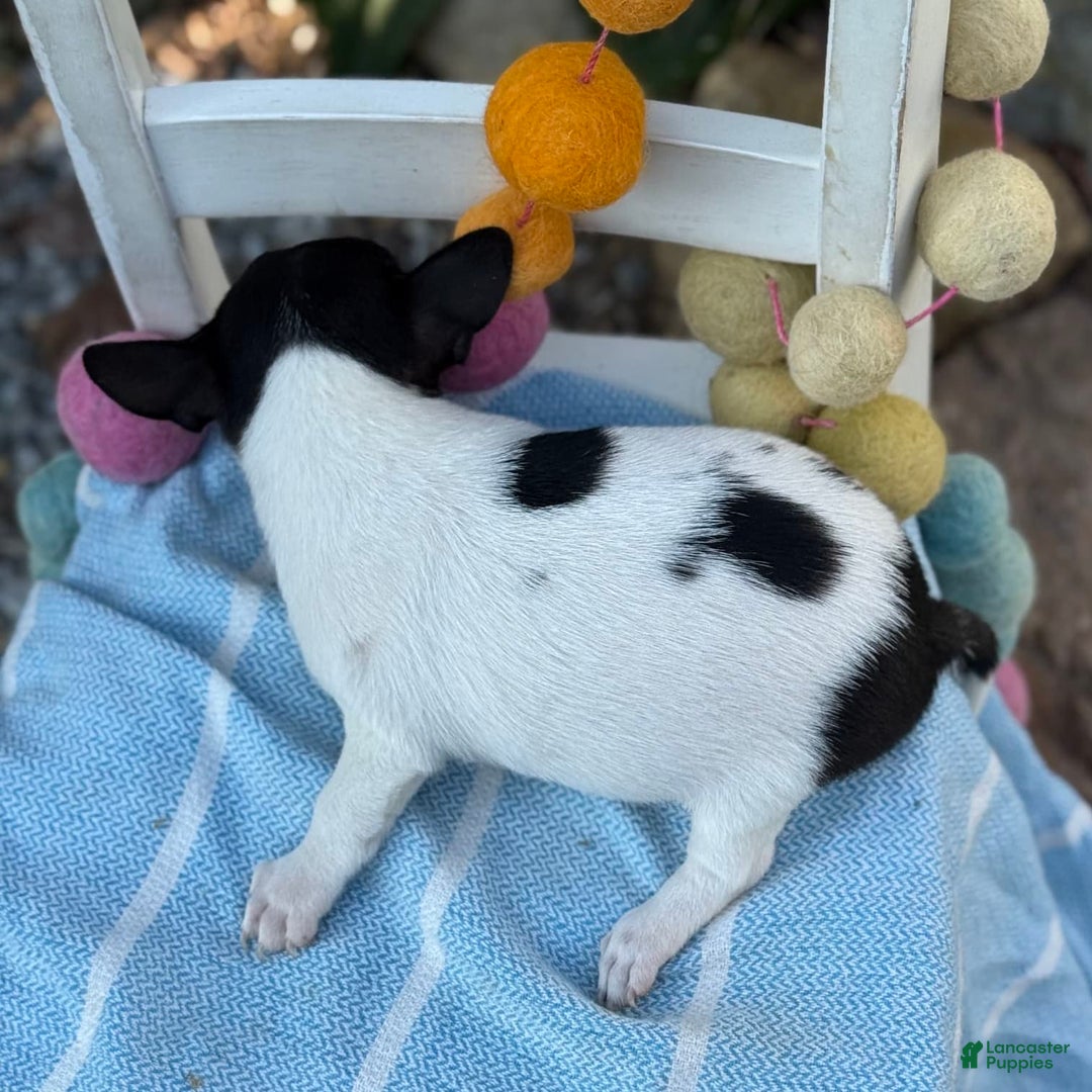 Chihuahua dogs for sale: Puddle - Image 8