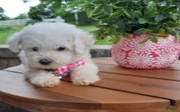 Bichpoo dogs for sale: Gigi - Image 15