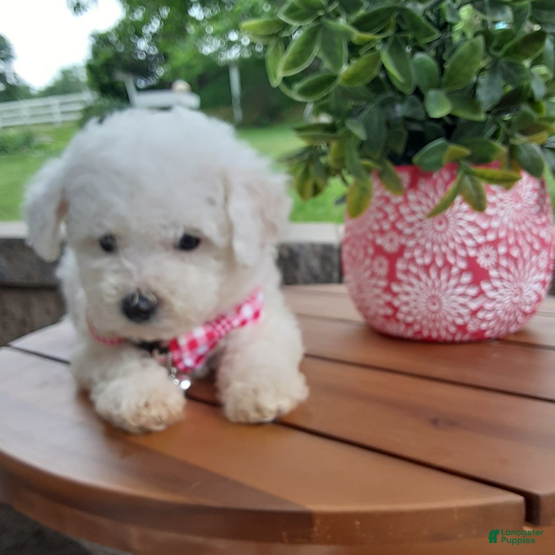 Bichpoo dogs for sale: Gigi - Image 15
