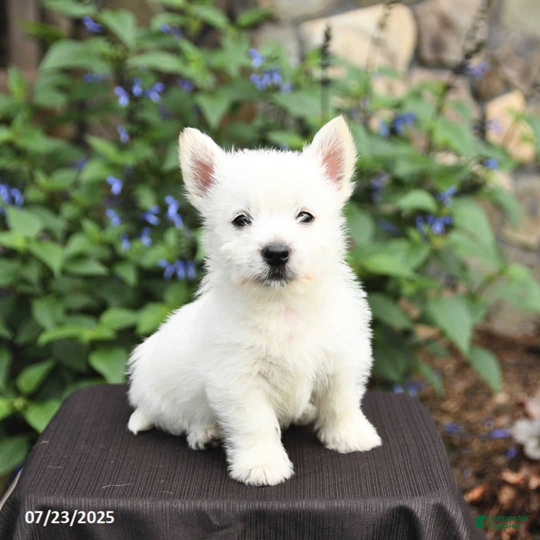 West Highland Terrier dogs for sale: Danny - Image 2