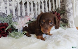 Miniature Dachshund dogs for sale: Gilbert - Image 11