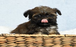 Havapoo dogs for sale: Wendell - Image 2