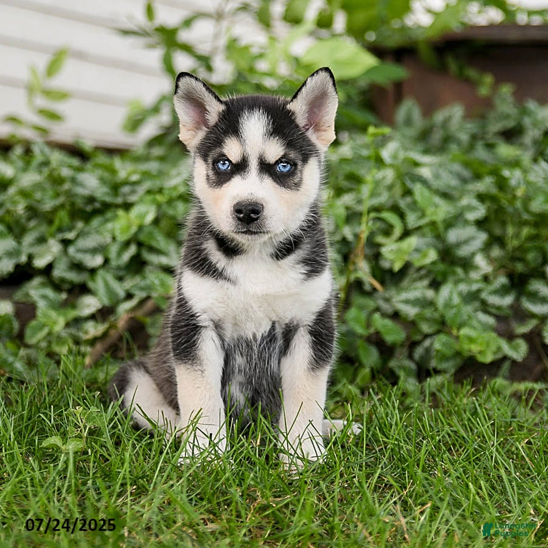 Pomsky dogs for sale: King - Image 2