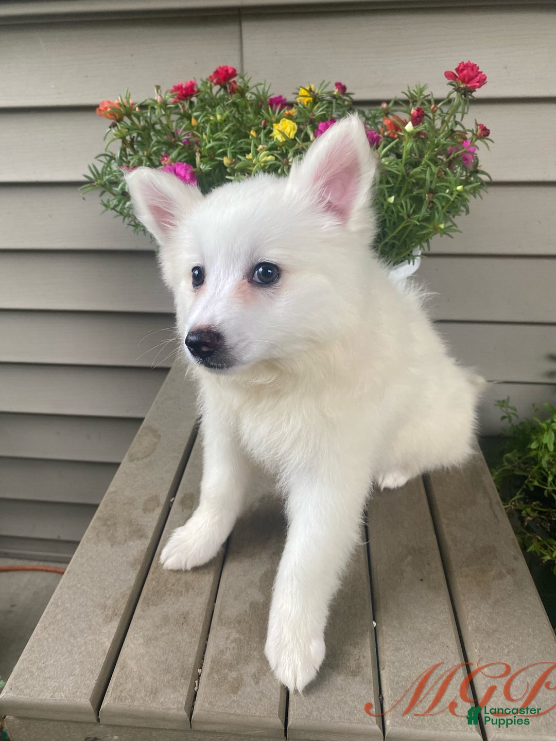 American Eskimo dogs for sale: Tessa - Image 4