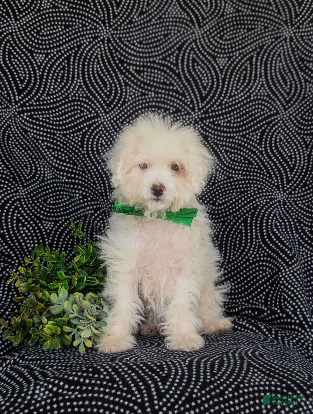 Miniature Poodle dogs for sale: Broderick - Image 8