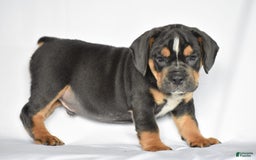 Beabull dogs for sale: Duke - Image 1