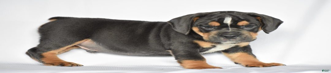 Duke