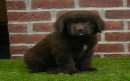Newfoundland dogs for sale: Max - Image 5