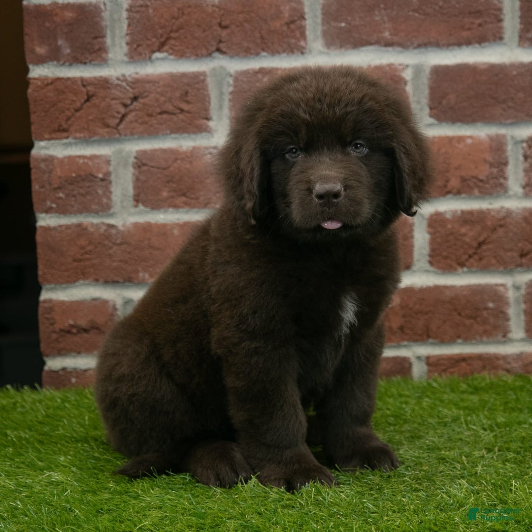 Newfoundland dogs for sale: Max - Image 5