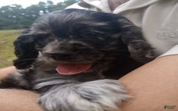 Cocker Spaniel dogs for sale: Oceon - Image 17