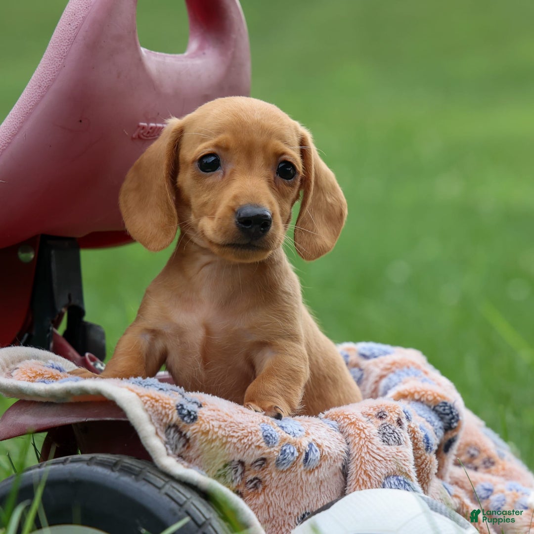 Miniature Dachshund dogs for sale: Nick - Image 17