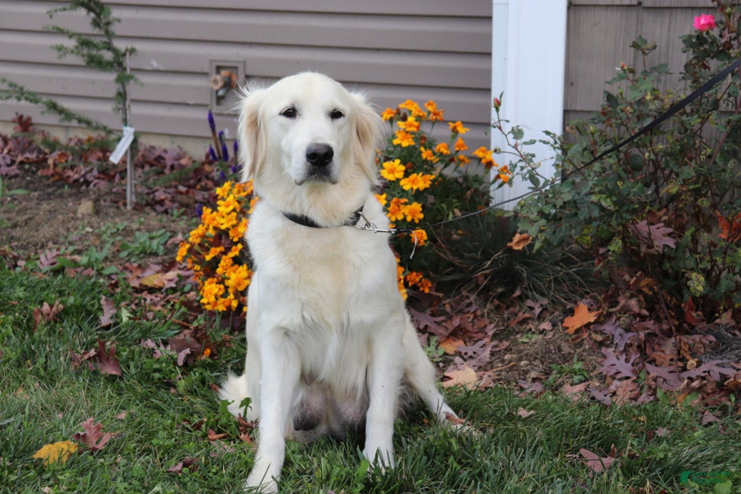 Golden Retriever dogs for sale: Kooper - Image 6