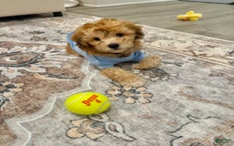 Mini Aussiedoodle dogs for sale: Louie - Image 9