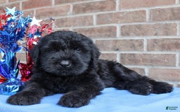 Giant Schnauzer dogs for sale: Wednesday - Image 1