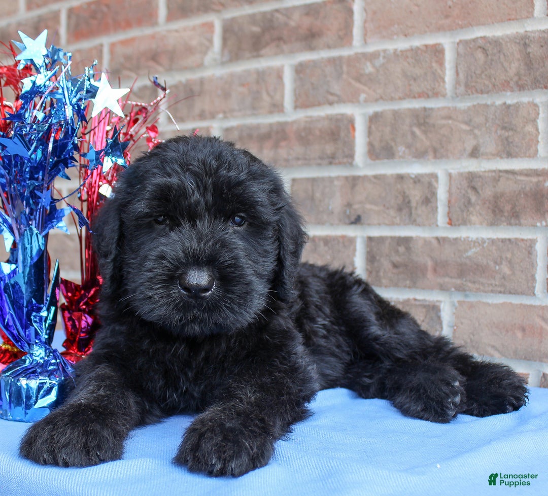 Giant Schnauzer dogs for sale: Wednesday - Image 1