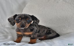 Miniature Dachshund dogs for sale: Clover - Image 2