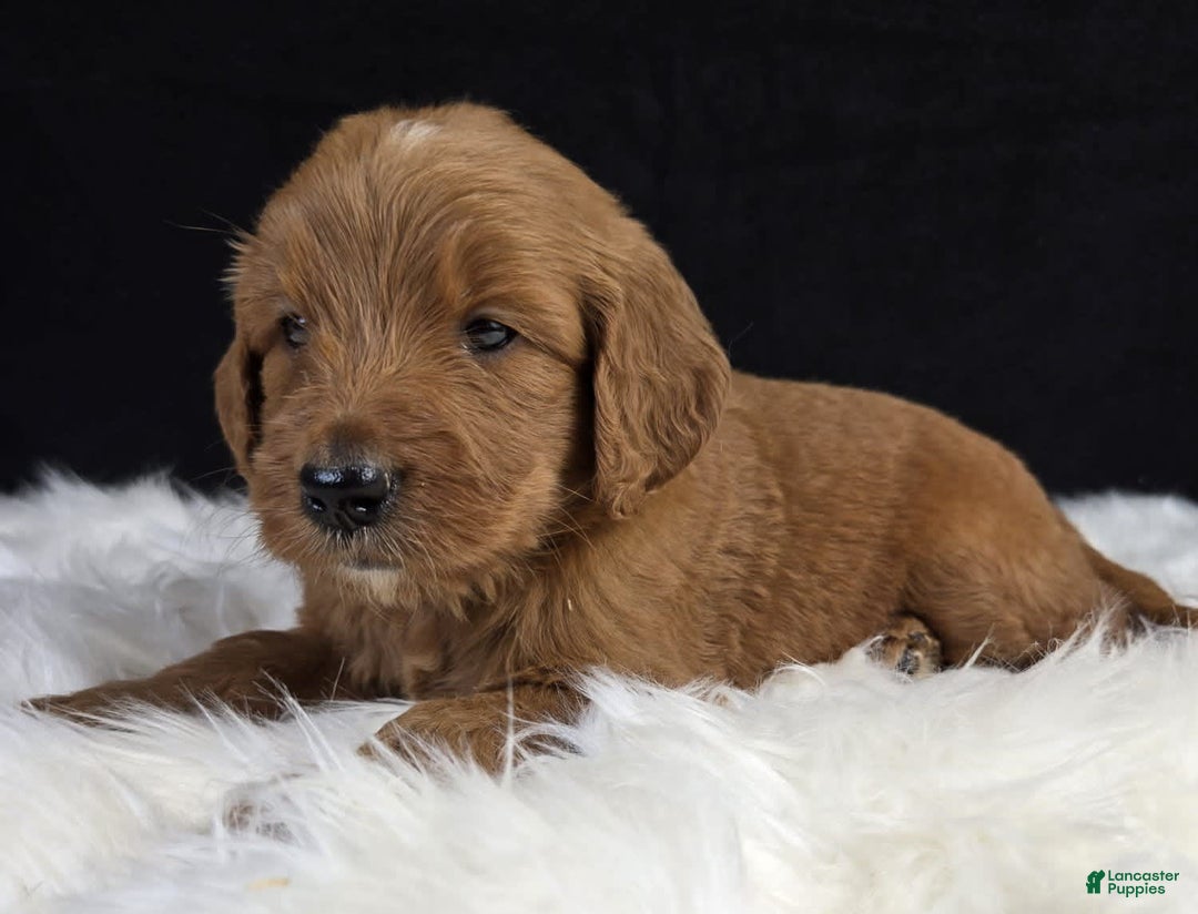 Goldendoodle dogs for sale: Regan - Image 7