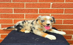 Miniature Australian Shepherd dogs for sale: Angel - Image 6