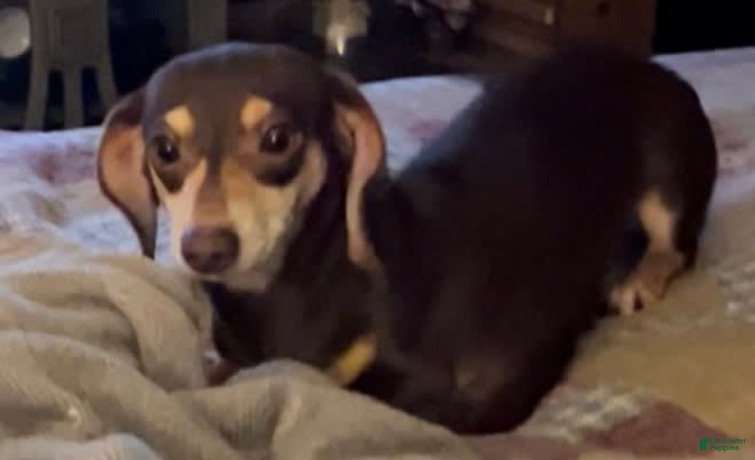 Miniature Dachshund dogs for sale: Brown And Tan Male - Image 3