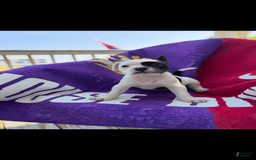 French Bulldog dogs for sale: Hollie - Image 1