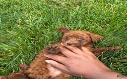 Toy Poodle dogs for sale: 🌷 Ruby - Image 8