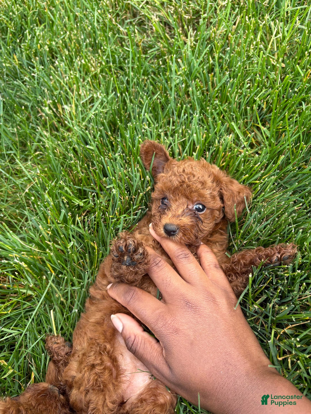 Toy Poodle dogs for sale: 🌷 Ruby - Image 8