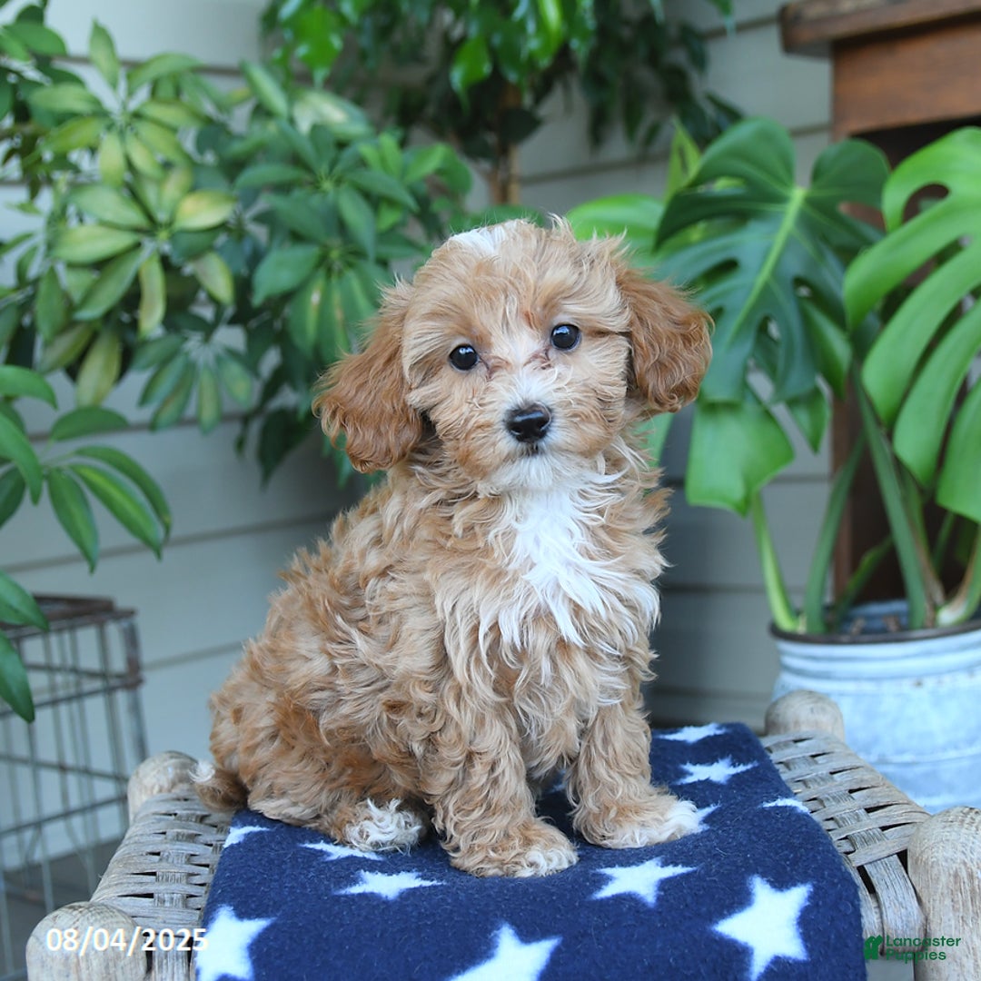 Maltipoo dogs for sale: Maltipoo 5 puppies - Image 21