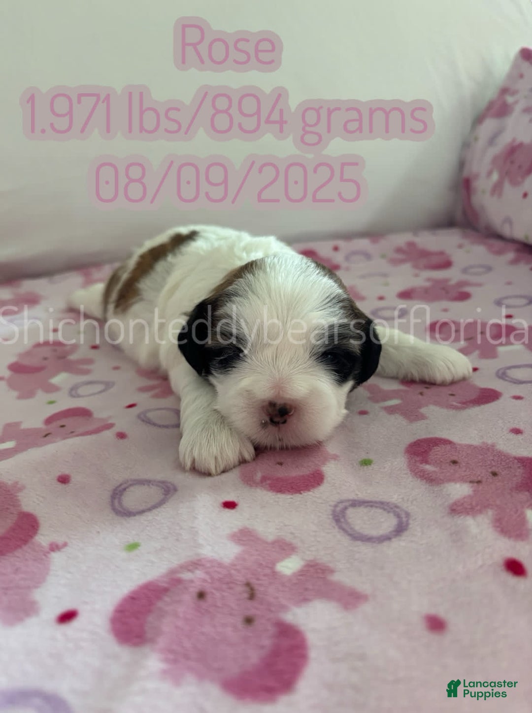 Teddy Bear dogs for sale: Teddy Bear 3 puppies - Image 5