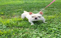French Bulldog dogs for sale: Angel - Image 7