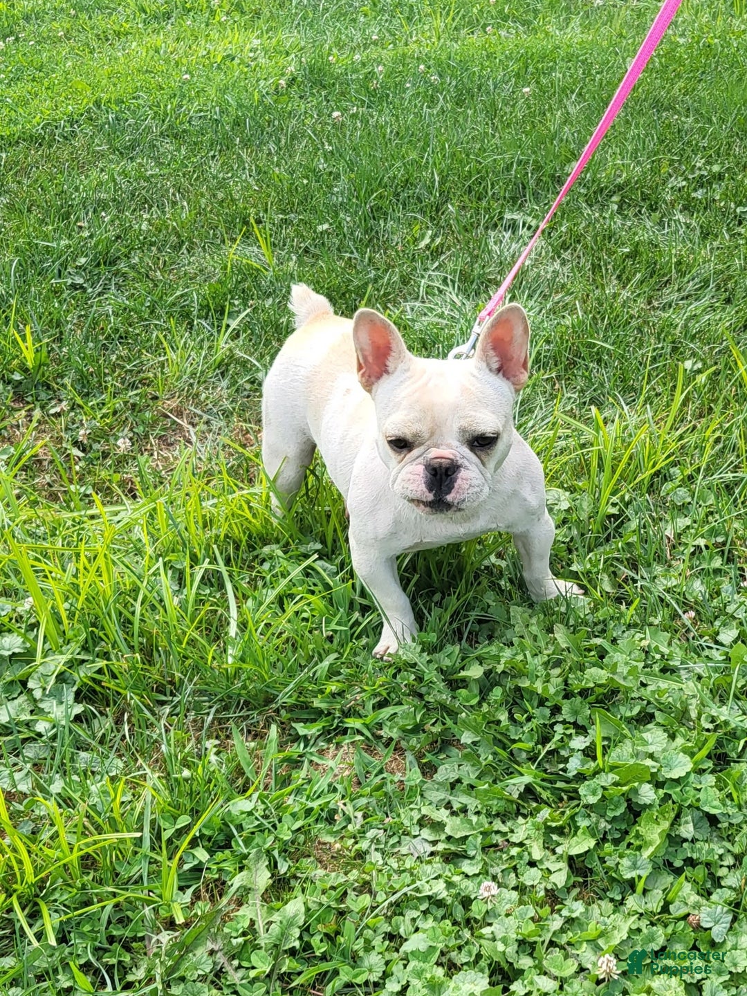 French Bulldog dogs for sale: Angel - Image 7