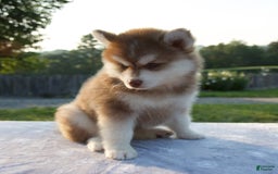 Pomsky dogs for sale: Mickey - Image 7