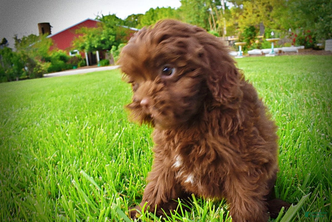Havapoo dogs for sale: Wiggles - Image 7