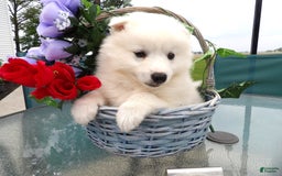 American Eskimo dogs for sale: Marshmello - Image 2