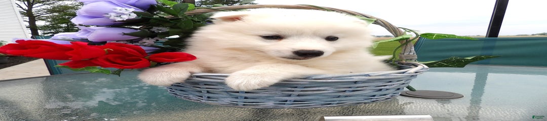 Marshmello