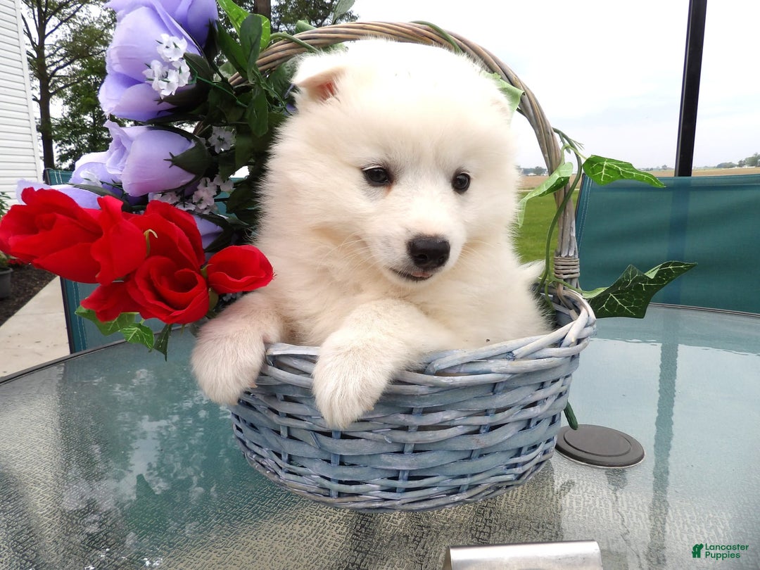 American Eskimo dogs for sale: Marshmello - Image 2